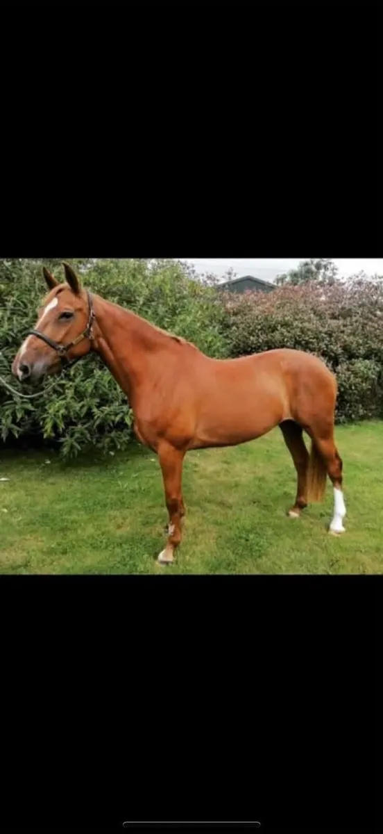 Quality mare with Palamino foal at foot - Image 2