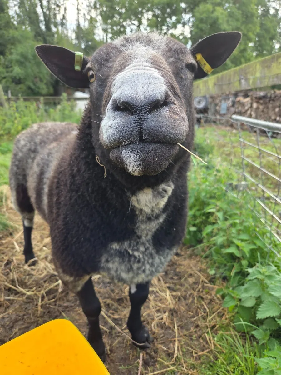 Dutch spotted ram - Image 3