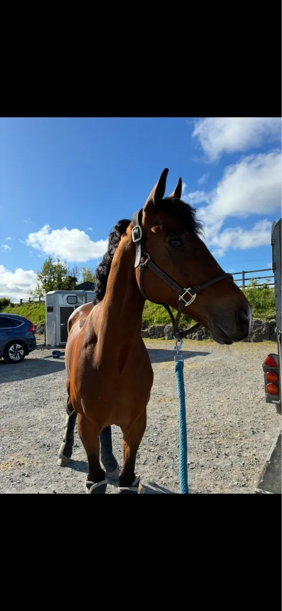 Allrounder Gelding - Image 1