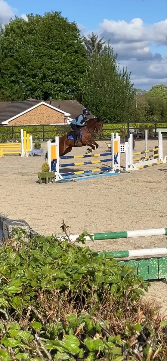 Allrounder Gelding - Image 4