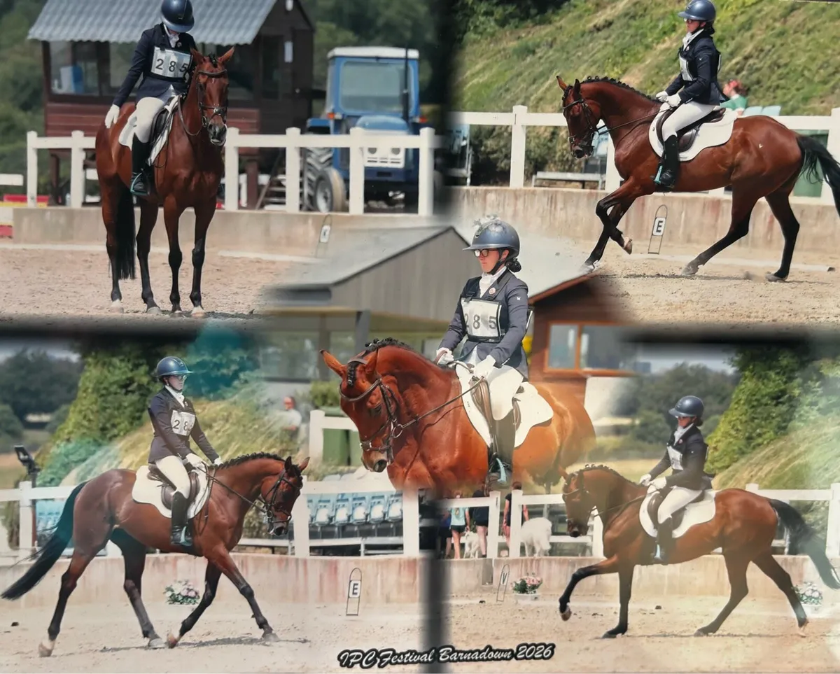 Allrounder Gelding - Image 2