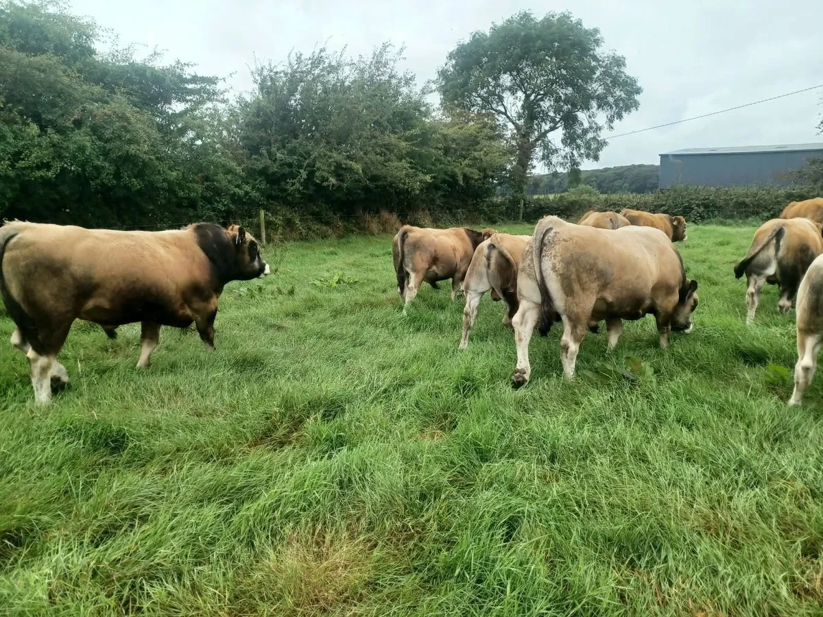 Aubrac Bulls - Image 3