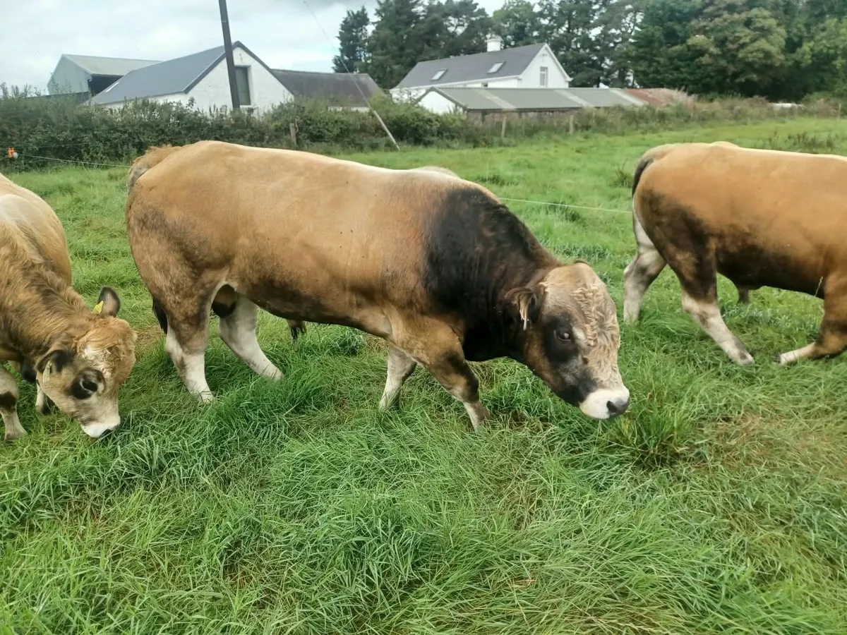 Aubrac Bulls - Image 2