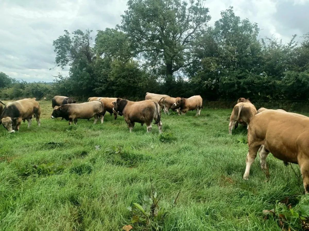 Aubrac Bulls - Image 4