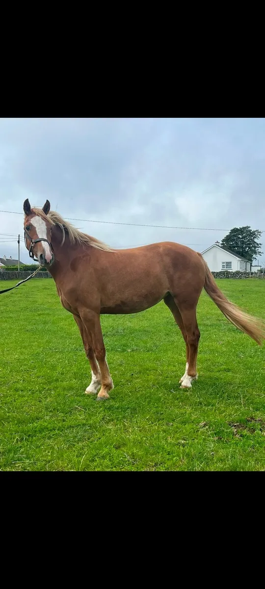 3yr old RID Filly - Image 1