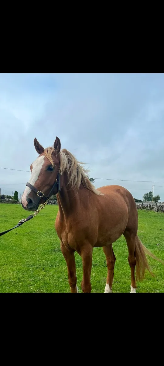 3yr old RID Filly - Image 2