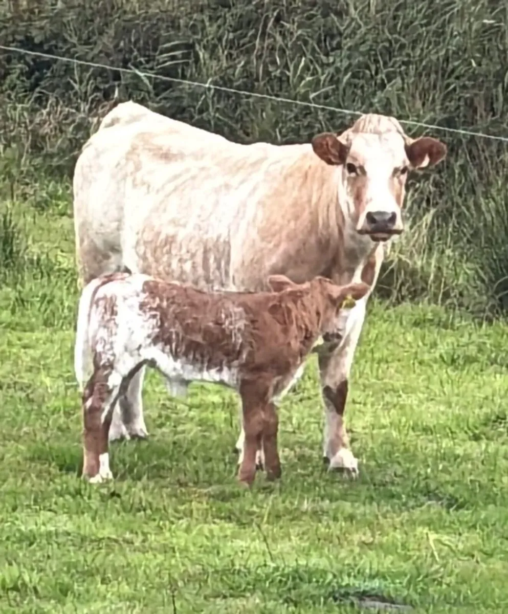 In calf Heifers Gortatlea 3rd Sep lot 135-151 - Image 1