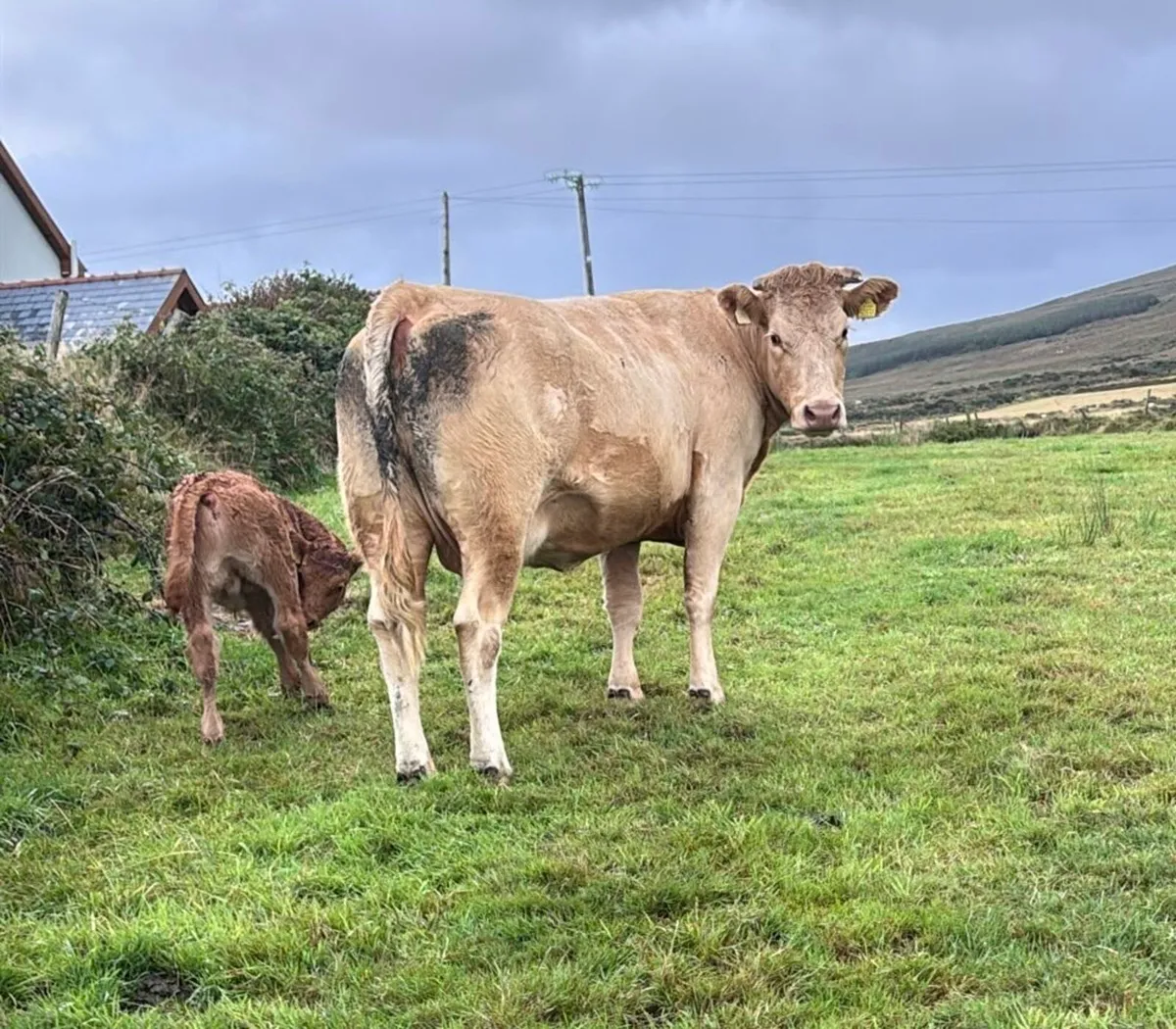 In calf Heifers Gortatlea 3rd Sep lot 135-151 - Image 2