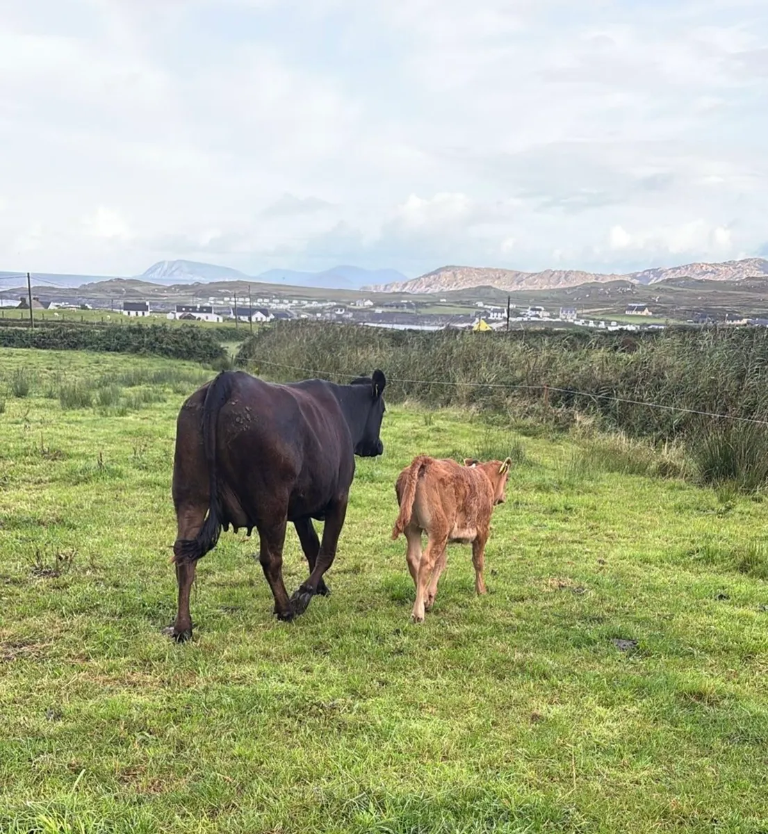 In calf Heifers Gortatlea 3rd Sep lot 135-151 - Image 3