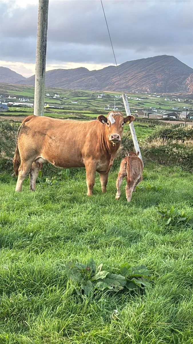 In calf Heifers Gortatlea 3rd Sep lot 135-151 - Image 4