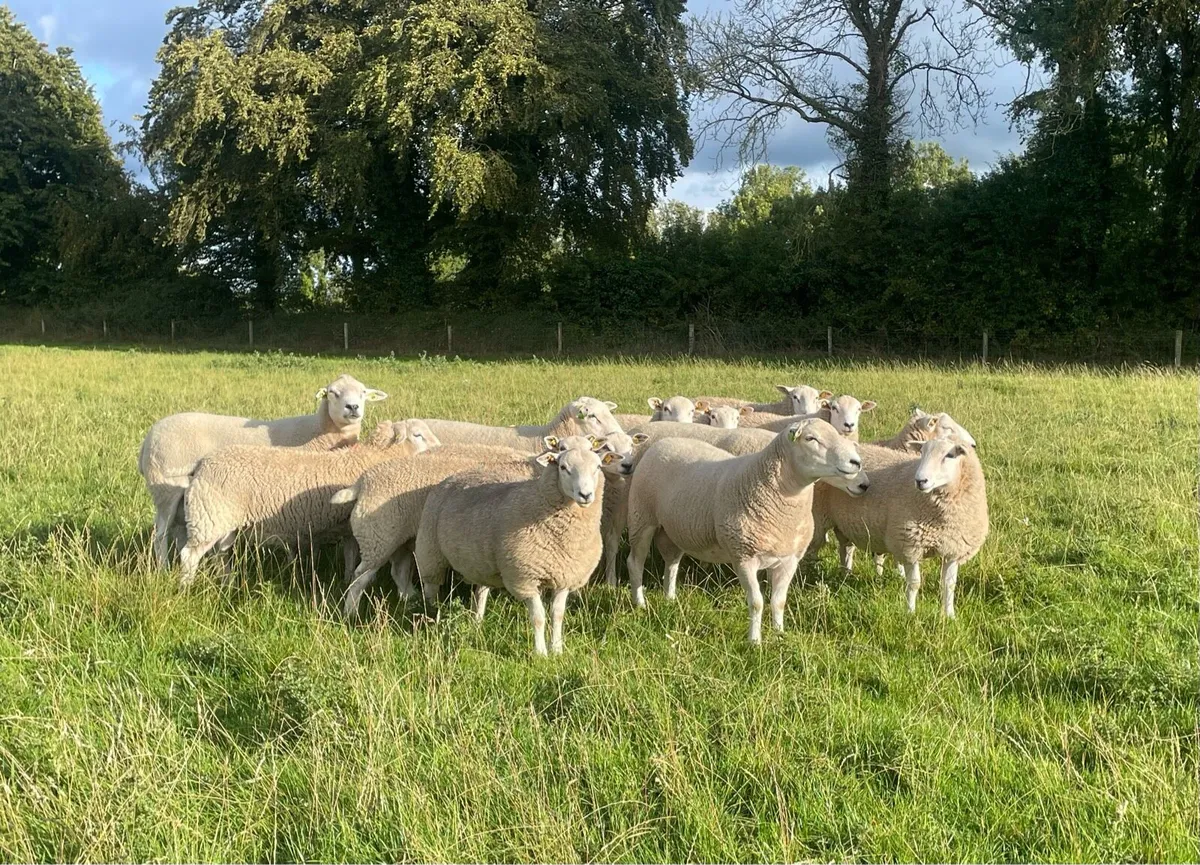 Lleyn Shearling Rams and ram lambs for sale - Image 1