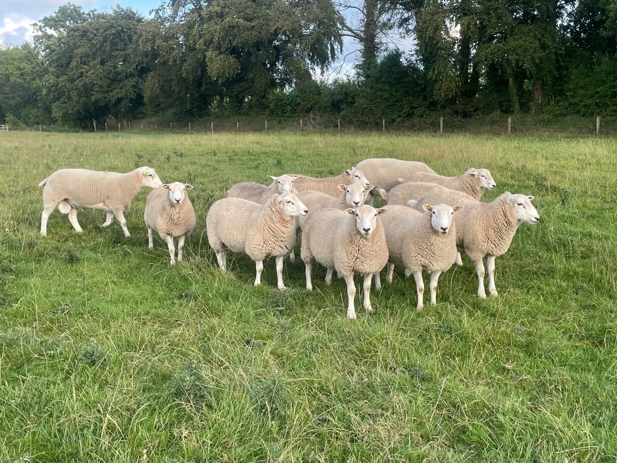 Lleyn Shearling Rams and ram lambs for sale - Image 2
