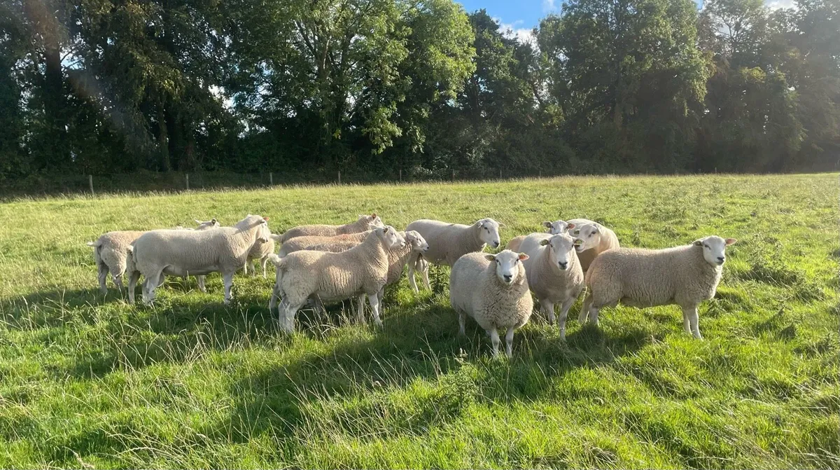 Lleyn Shearling Rams and ram lambs for sale - Image 3