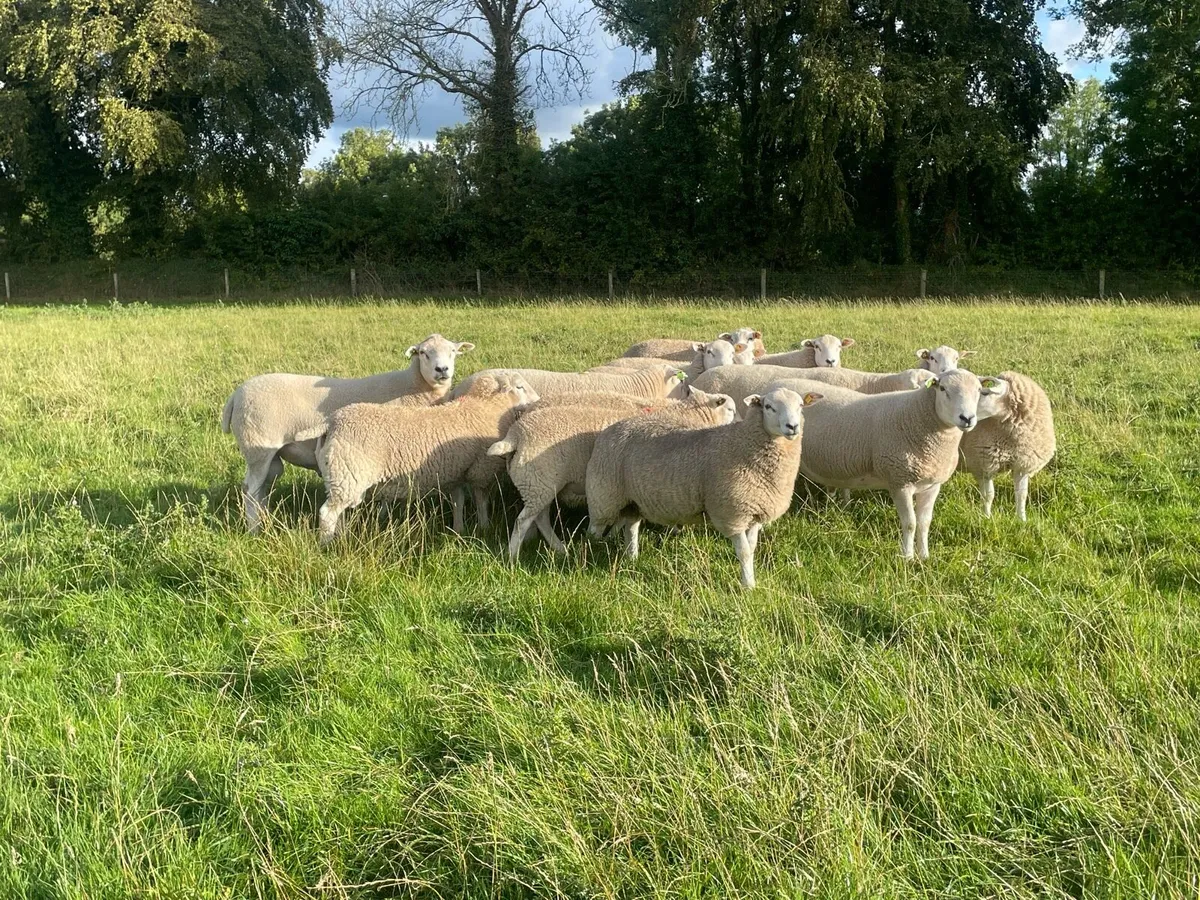 Lleyn Shearling Rams and ram lambs for sale - Image 4