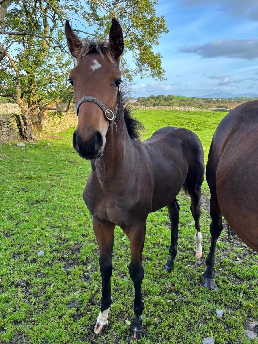 Sligo candy boy colt - Image 1