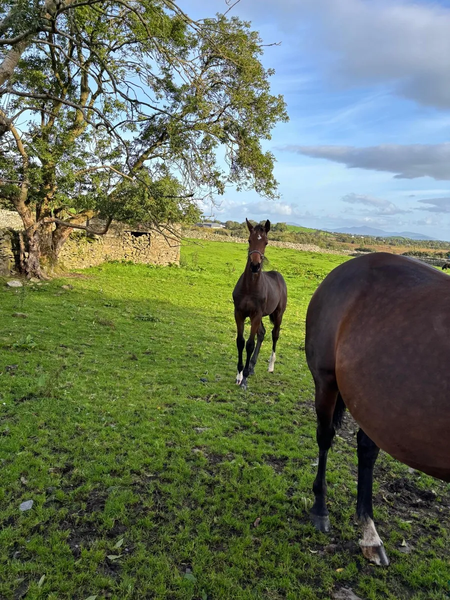 Sligo candy boy colt - Image 2