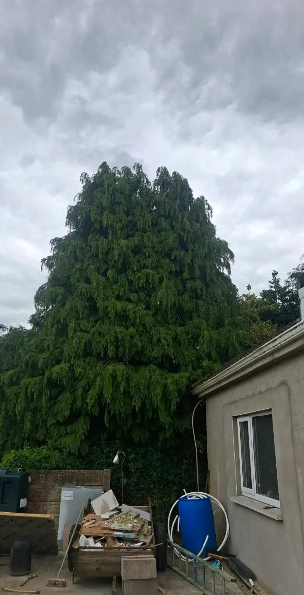 Tree Care..A.K.J Tree Care - Image 3