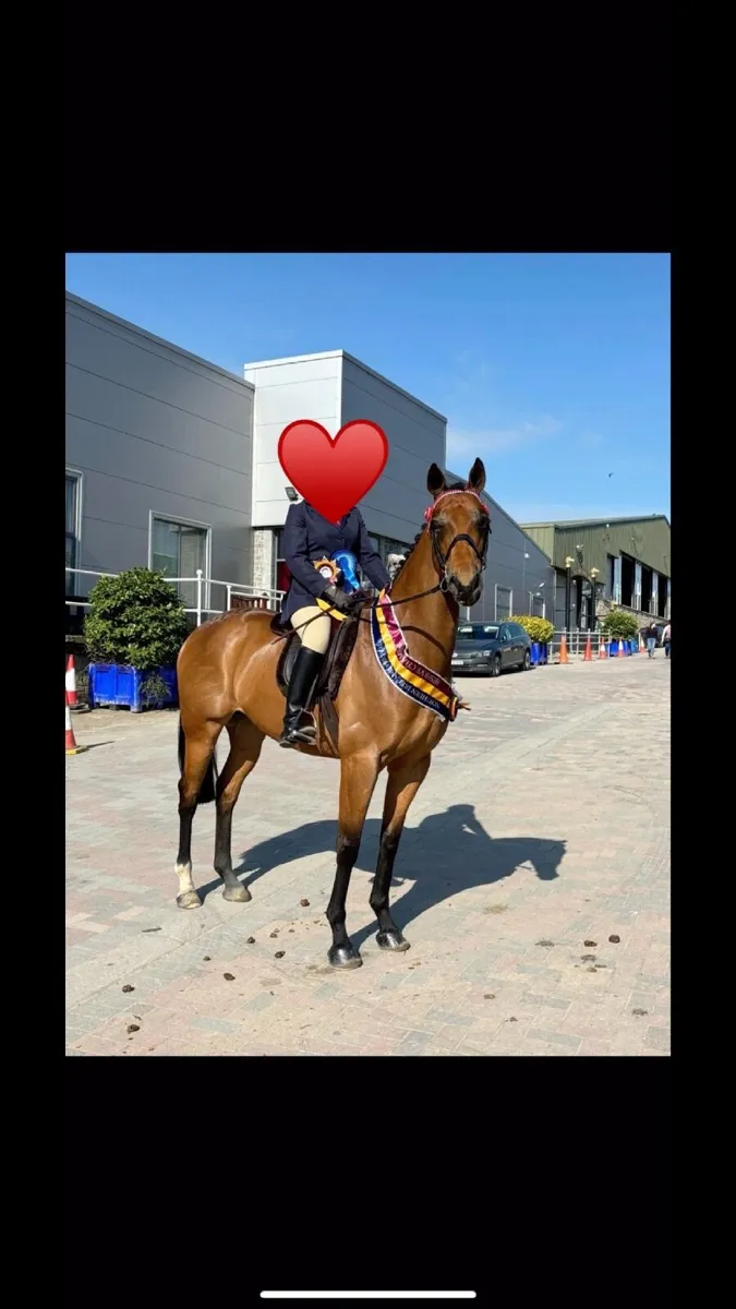Dream first horse - Image 1