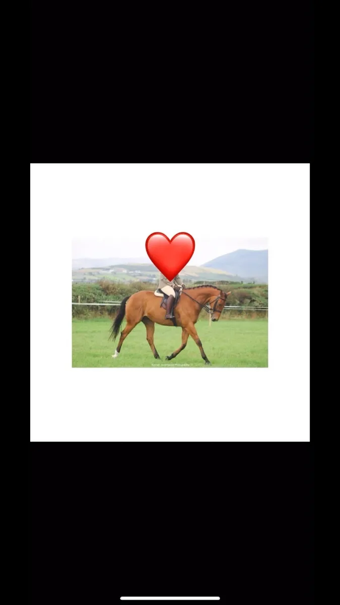Dream first horse - Image 4