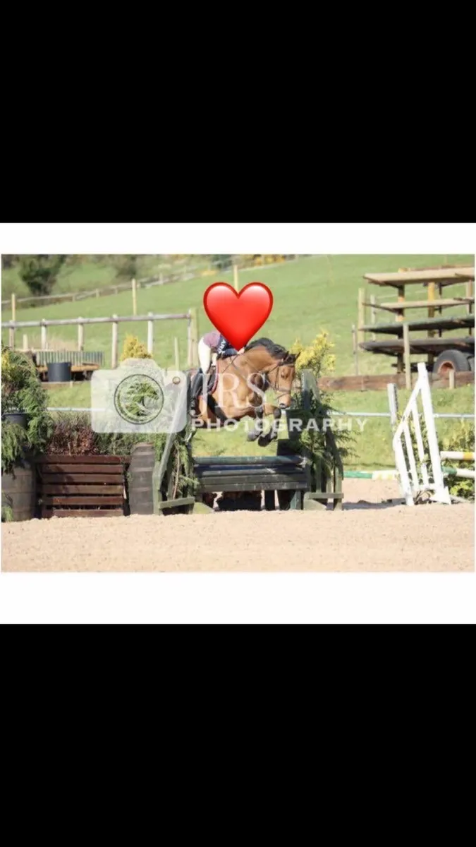 Dream first horse - Image 3