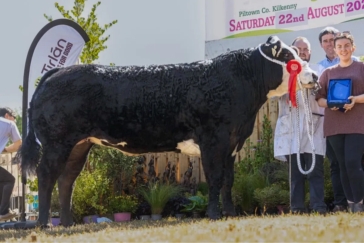 Billy Dunne’s Incalf Heifers - Tullamore Mart - Image 1