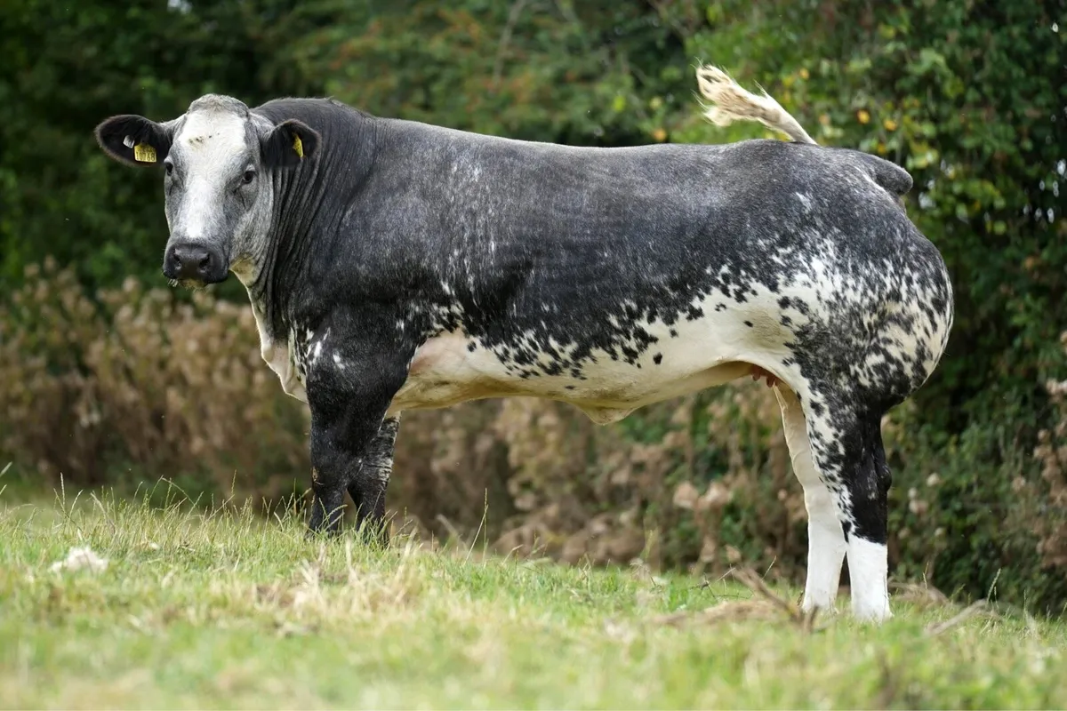 Billy Dunne’s Incalf Heifers - Tullamore Mart - Image 2