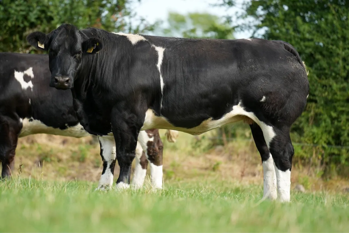 Billy Dunne’s Incalf Heifers - Tullamore Mart - Image 3