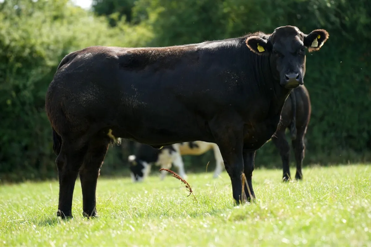 Billy Dunne’s Incalf Heifers - Tullamore Mart - Image 4