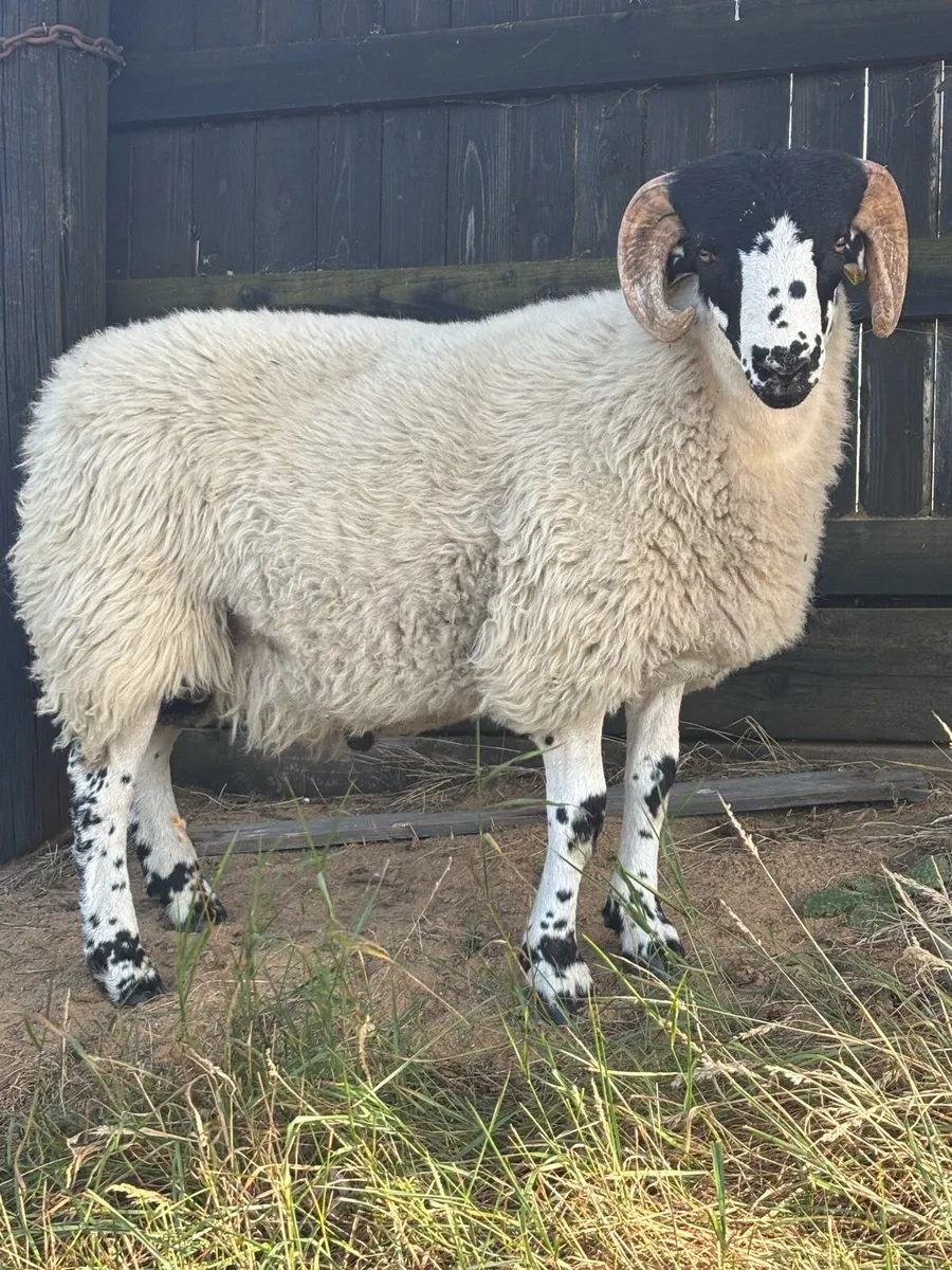 Roughfell ram lamb or ram - Image 1