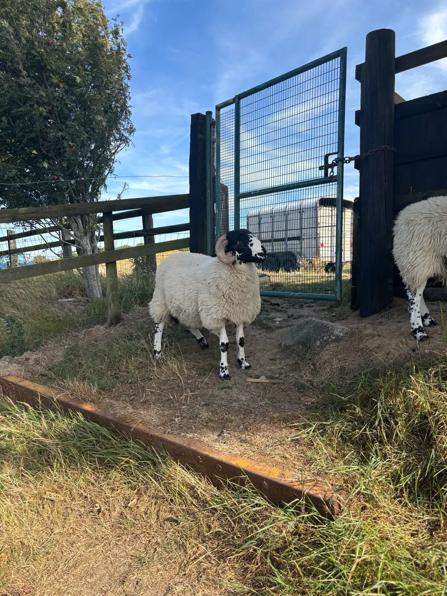 Roughfell ram lamb or ram - Image 2
