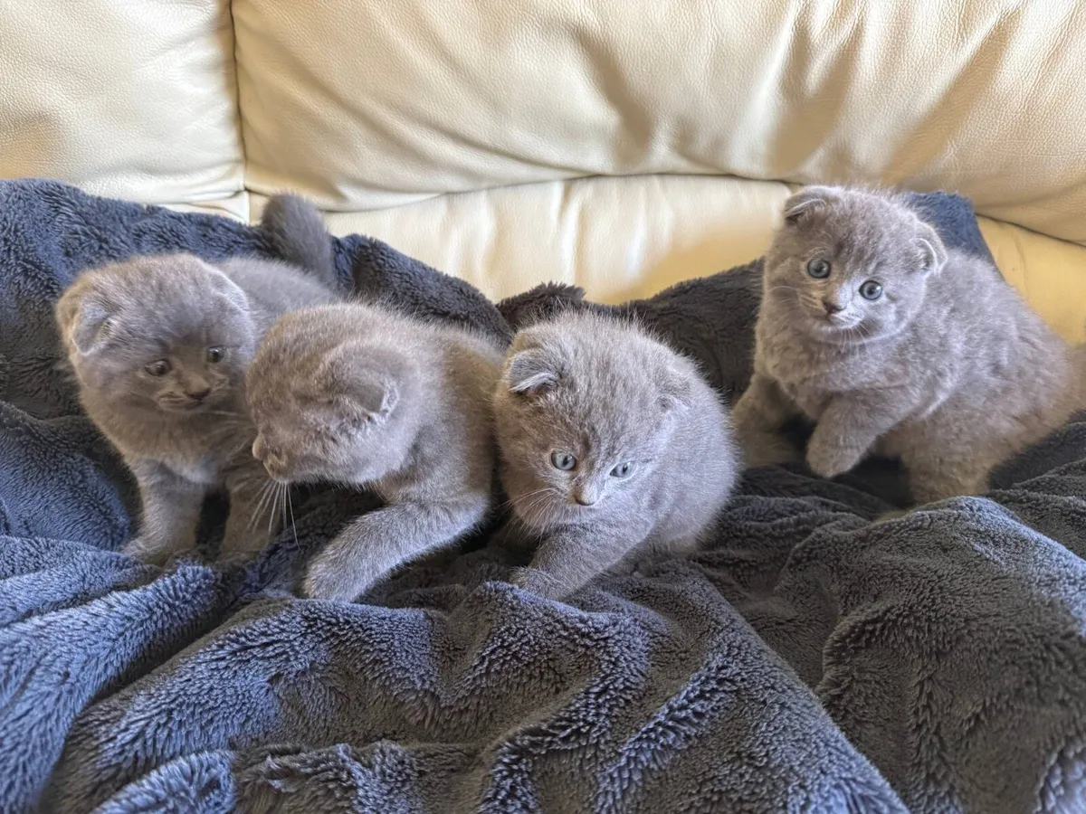 Scottish fold ears kittens for sale - Image 1