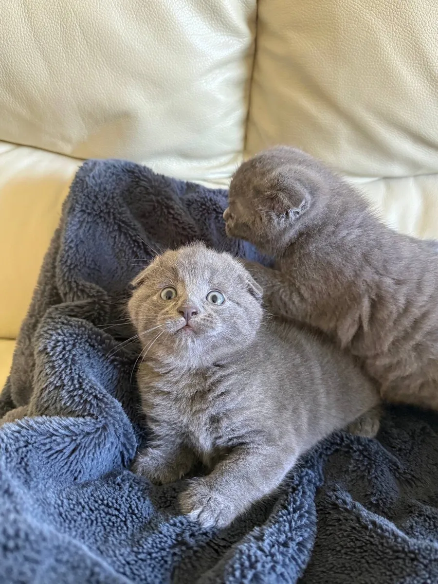 Scottish fold ears kittens for sale - Image 3