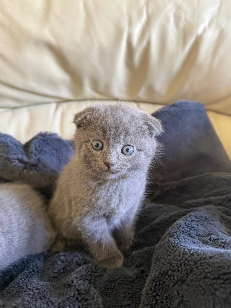 Scottish fold ears kittens for sale - Image 4