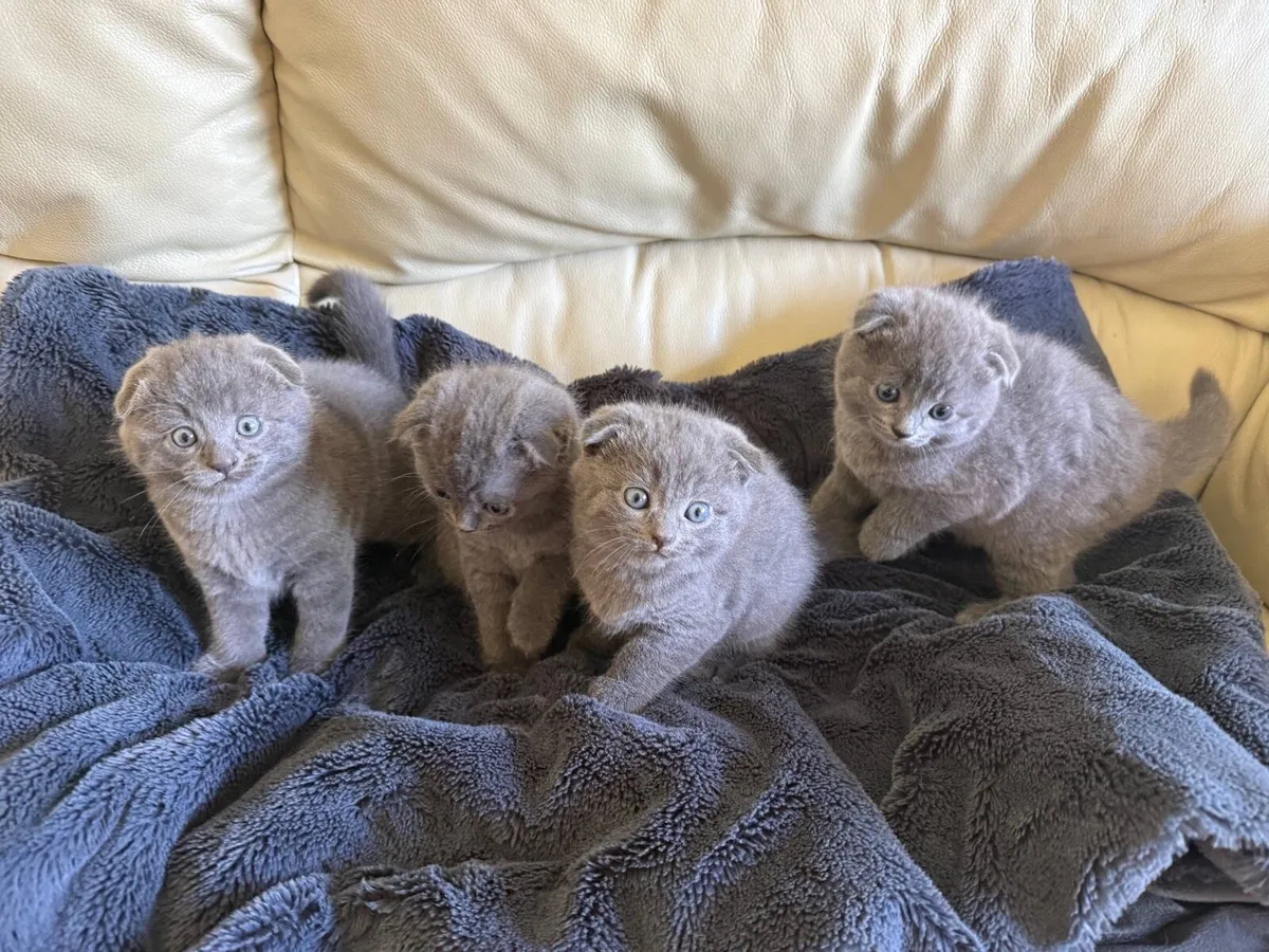 Scottish fold ears kittens for sale - Image 2