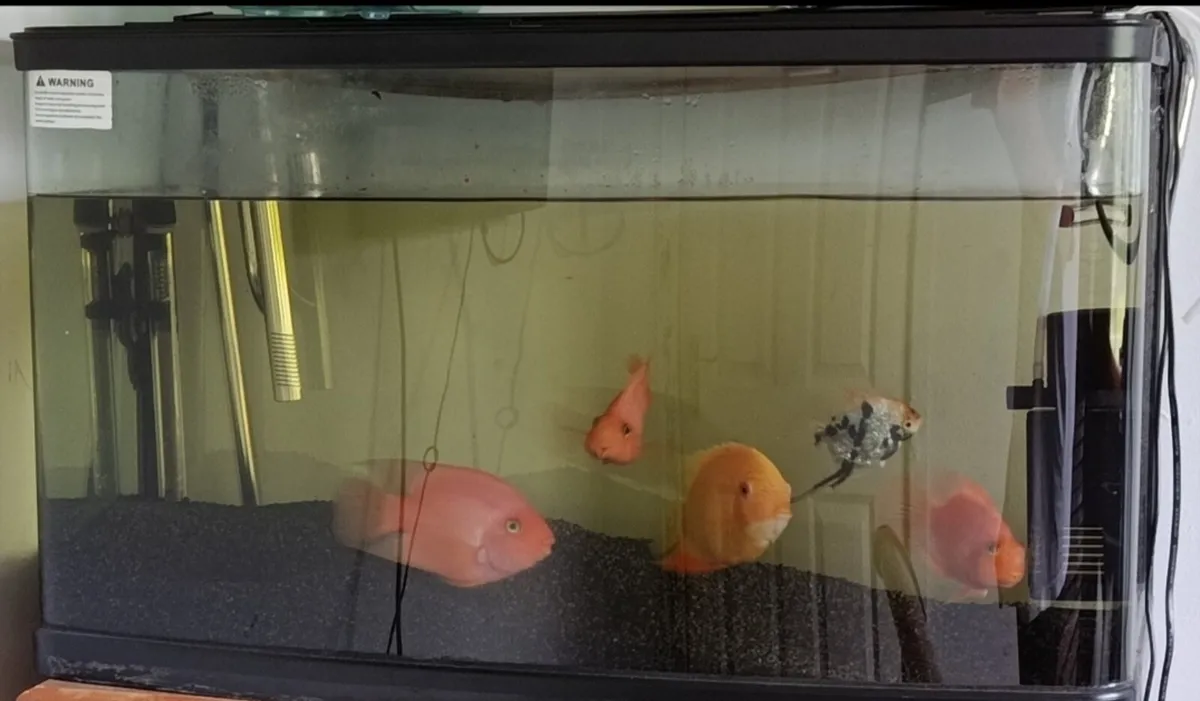Aquarium for sale - Image 1
