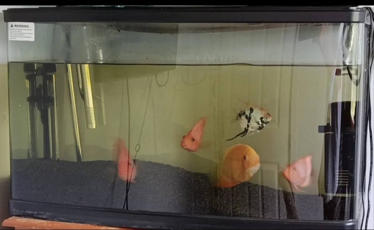 Aquarium for sale - Image 2