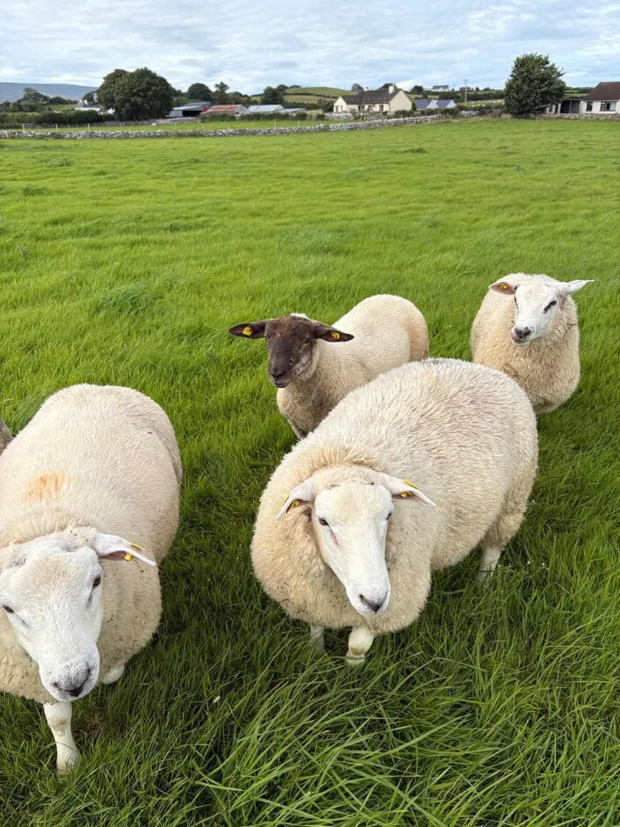 Belclare rams lambs plus  hybrid belclare texel - Image 1