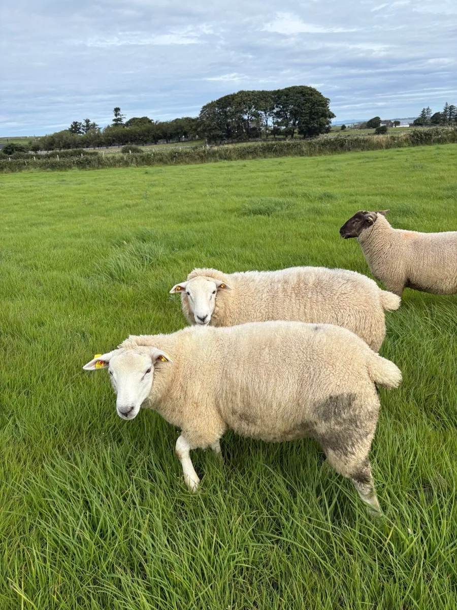 Belclare rams lambs plus  hybrid belclare texel - Image 2