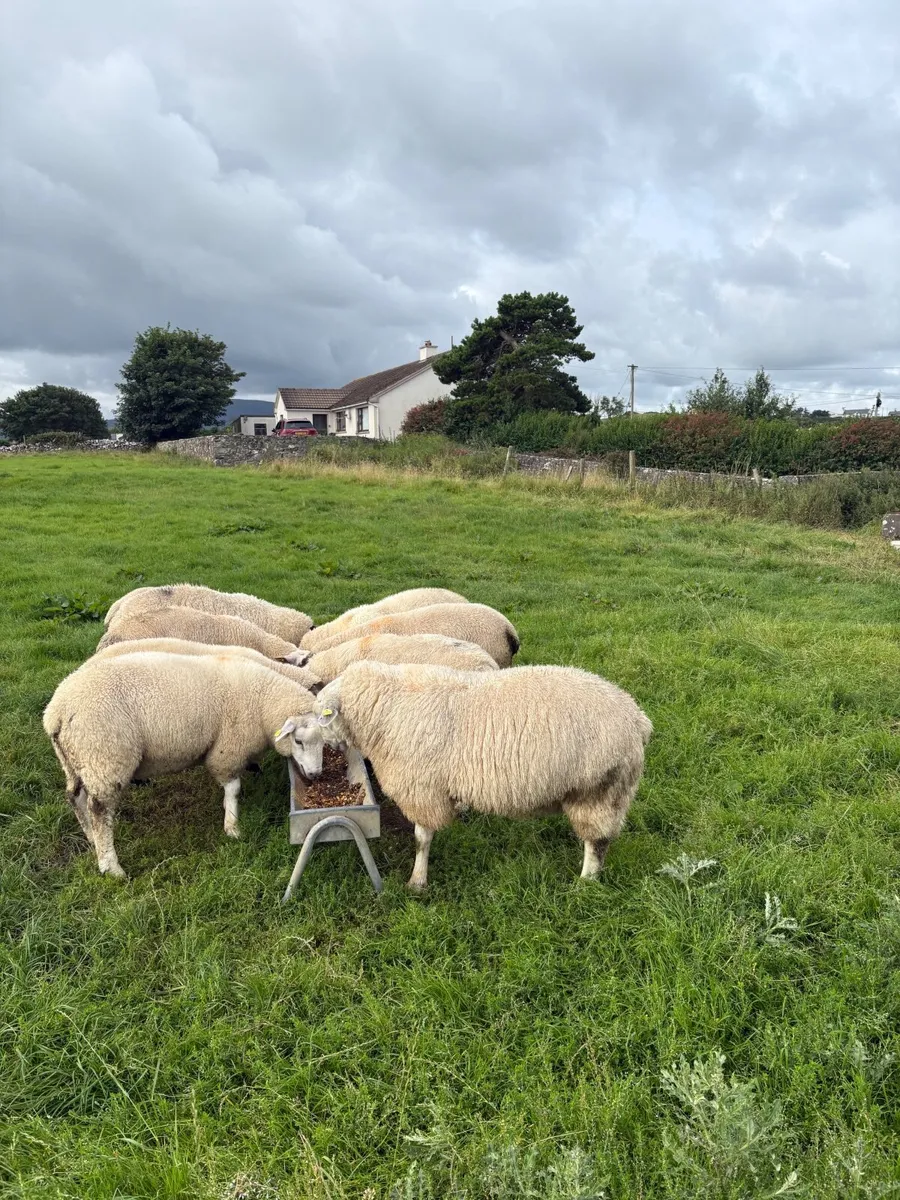 Belclare rams lambs plus  hybrid belclare texel - Image 3