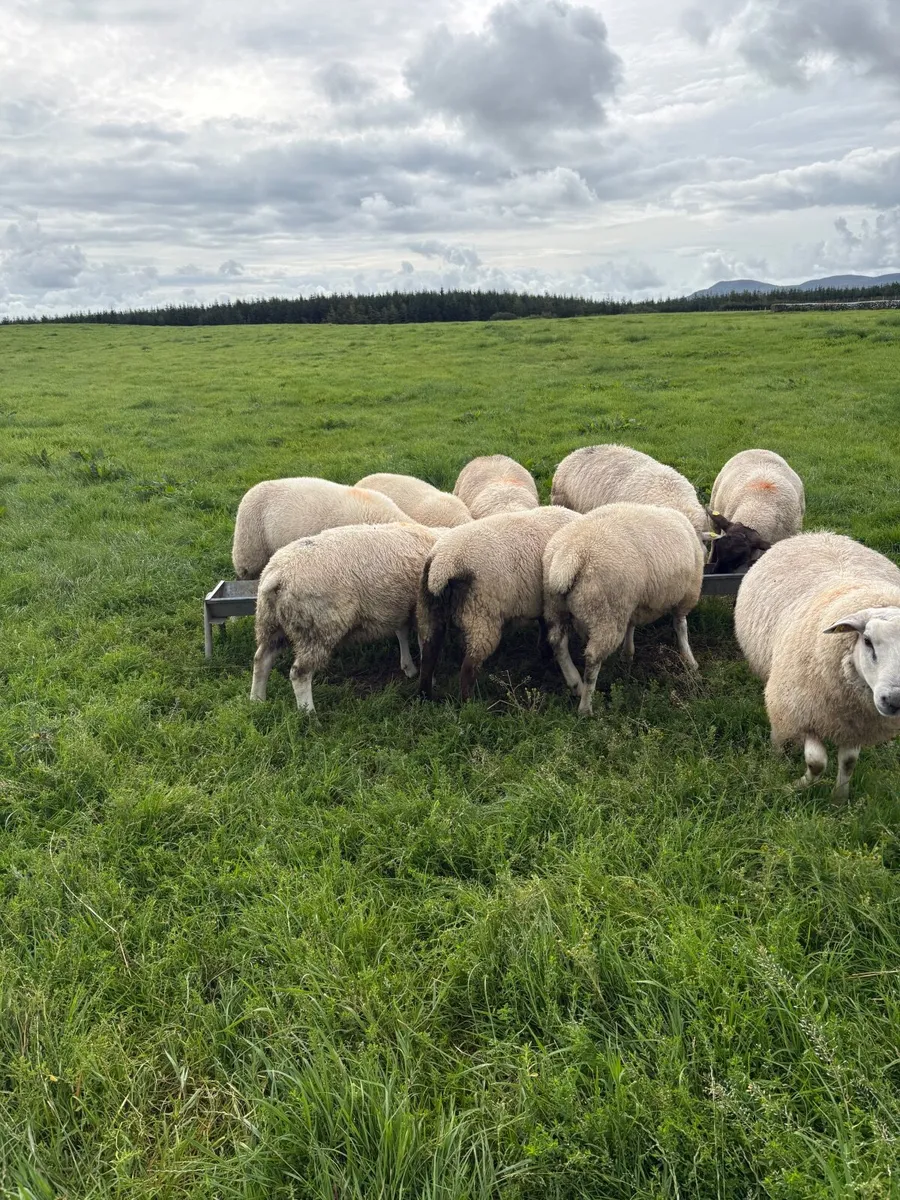 Belclare rams lambs plus  hybrid belclare texel - Image 4