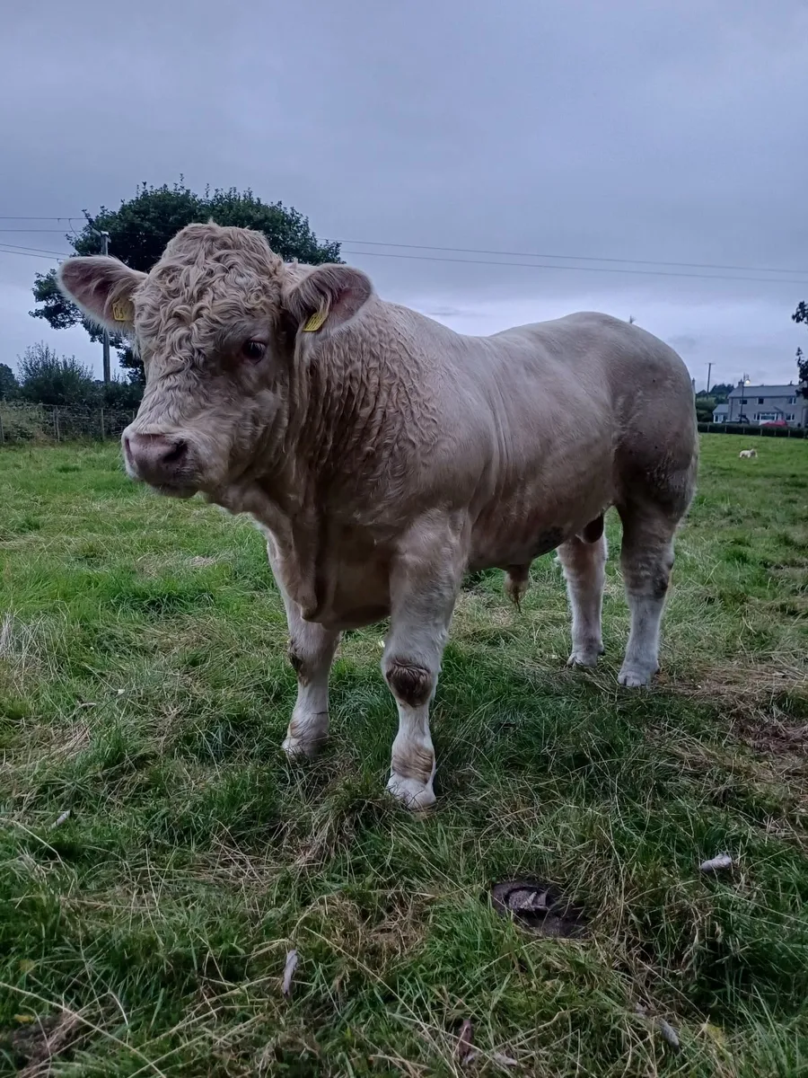 Pedigree Charolais Bull - Image 2