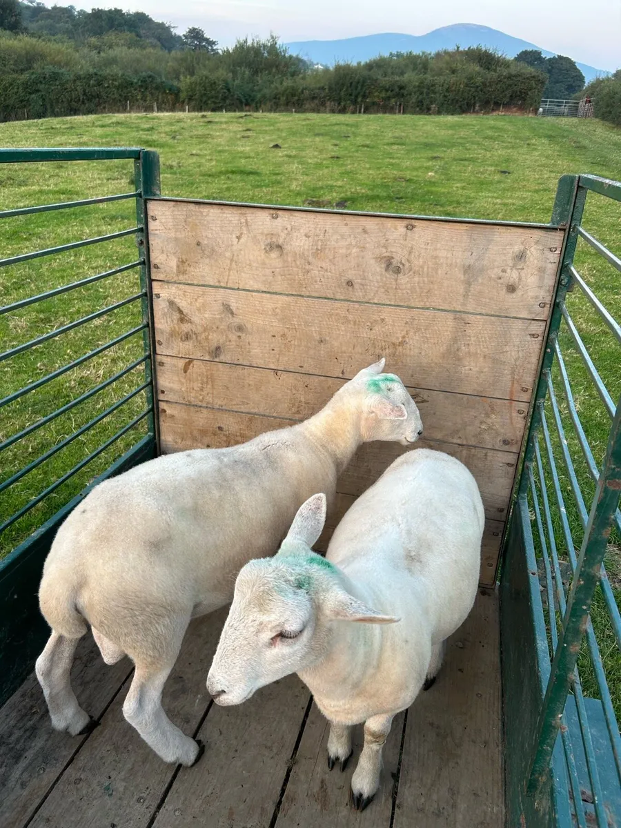 Easycare tip lambs and 2 year old tip - Image 3