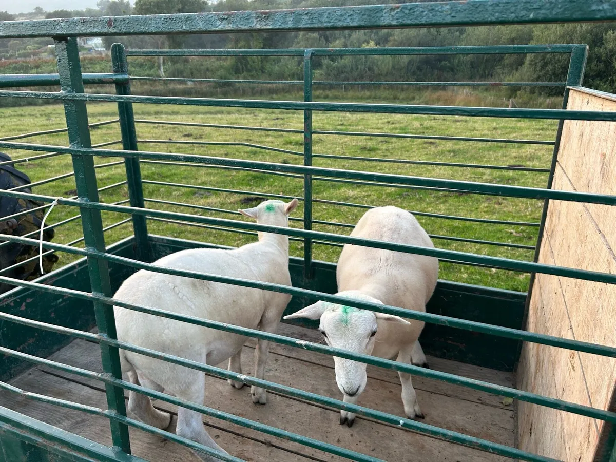 Easycare tip lambs and 2 year old tip - Image 4