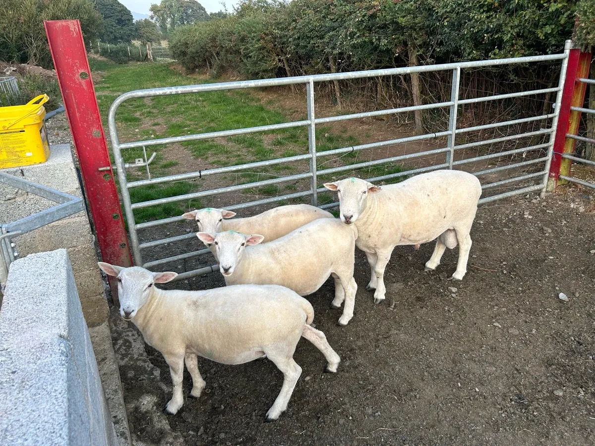 Easycare tip lambs and 2 year old tip - Image 2