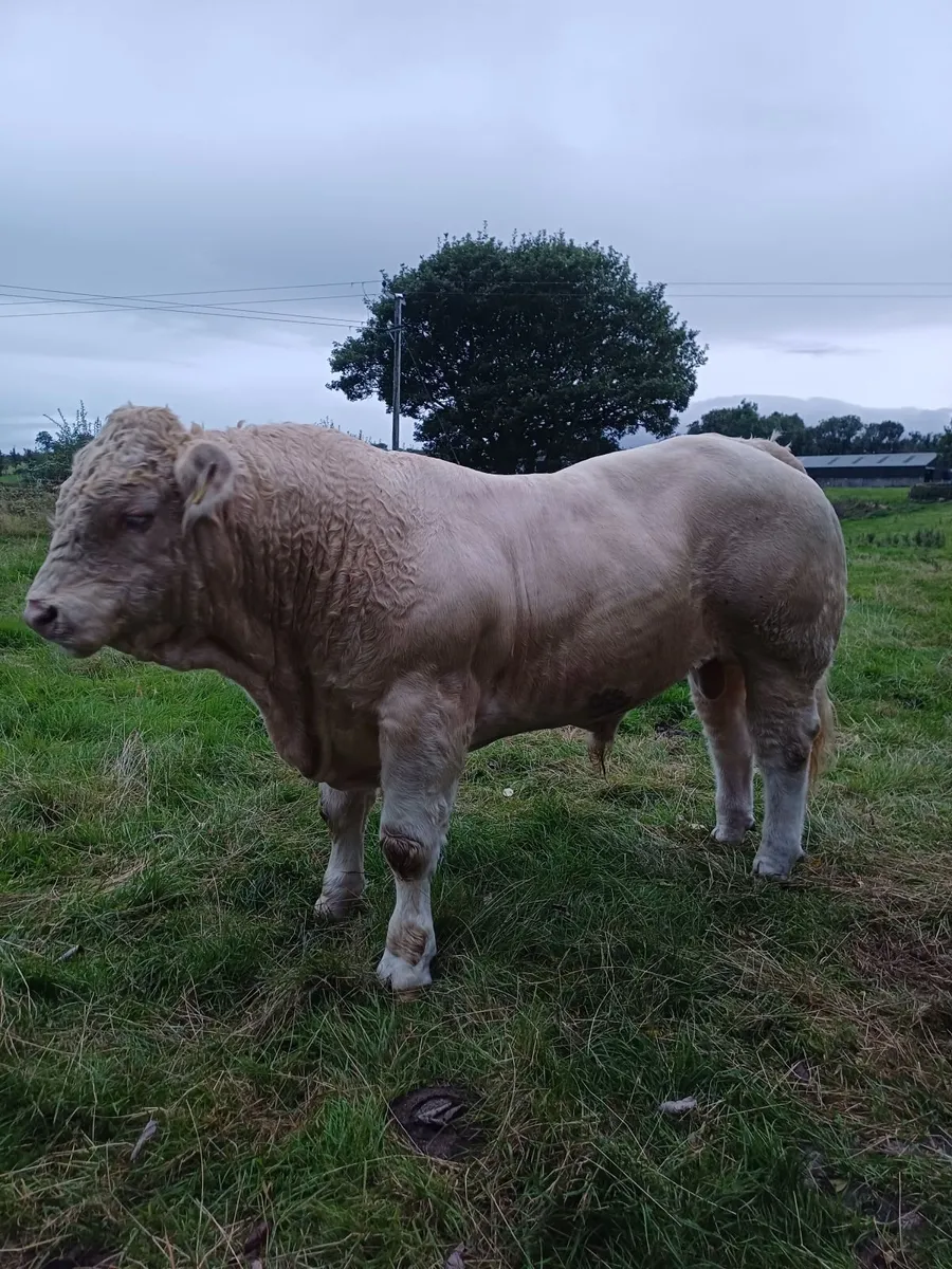 Pedigree Charolais Bull - Image 1