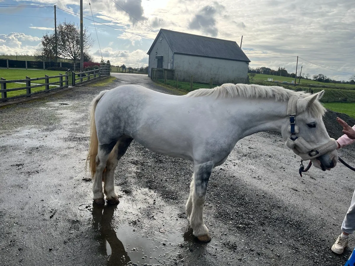 Pony - Image 1