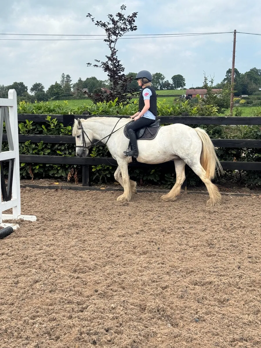 Pony - Image 4