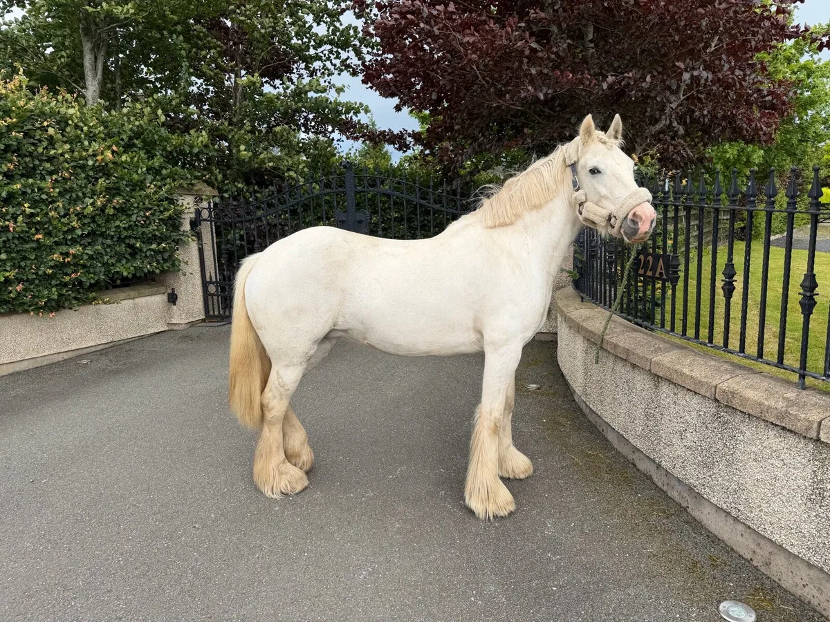 Pony - Image 2