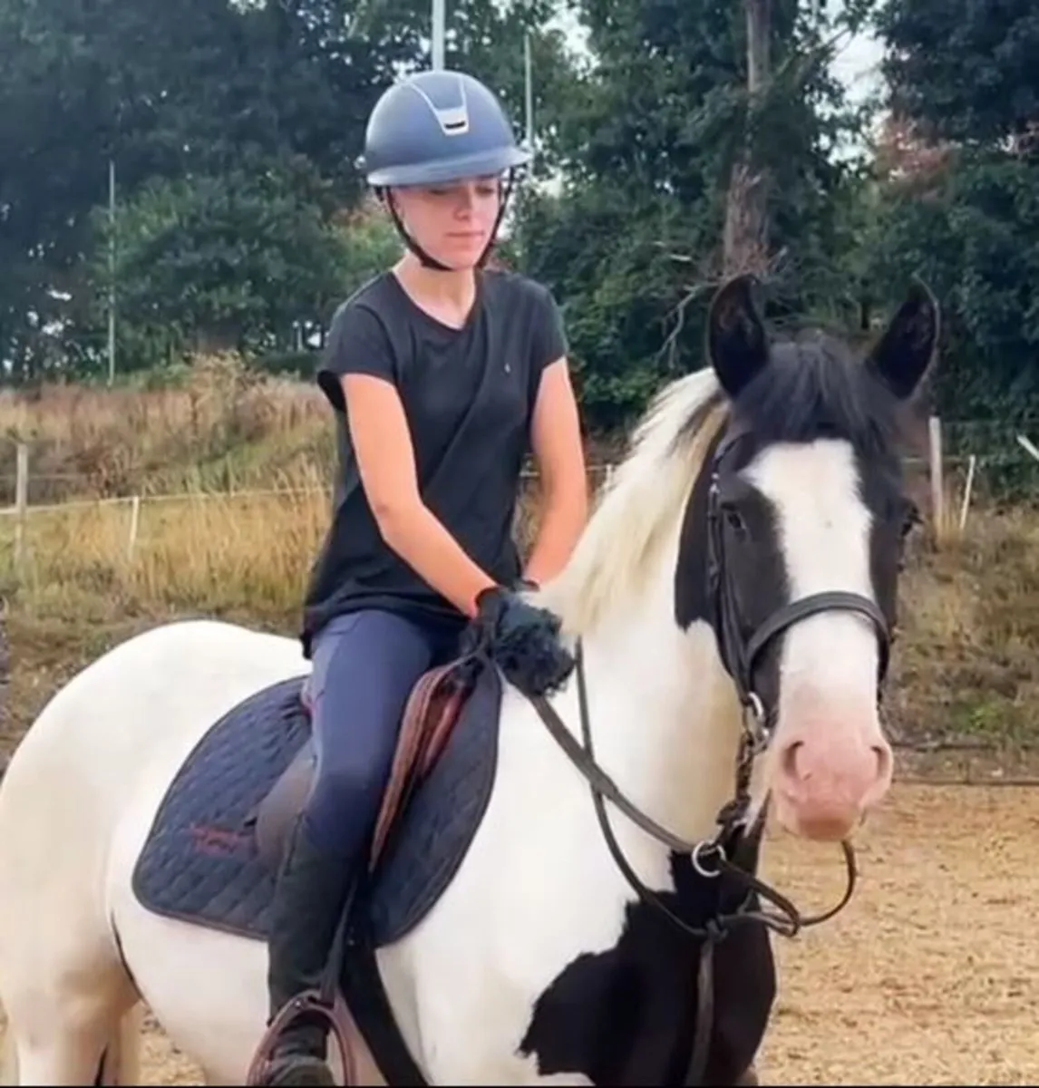 🌟 Lovely 4yo Cob 🌟 - Image 1