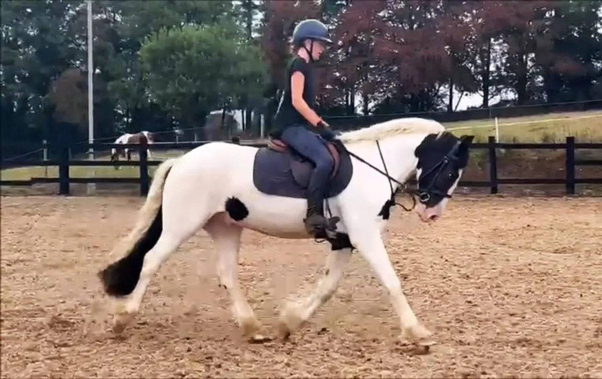 🌟 Lovely 4yo Cob 🌟 - Image 3